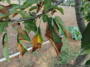 Xylella on Prunus